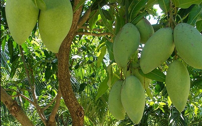 Australia duplica la importación de mango verde de Vietnam.