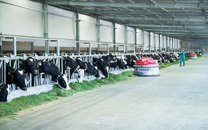 Una granja de vacas lecheras de Vinamilk. (Fotografía: plo.vn)