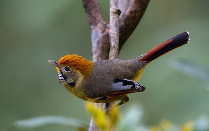 La minla colicastaña (Actinodura strigula), una de las aves más representativas en esta zona selvática. Es un pájaro bonito y de excepcional colorido. (Fotografía: VOV)