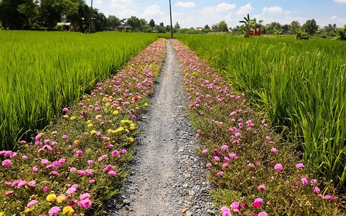 Hermoso camino de flores en las afueras de Ciudad Ho Chi Minh