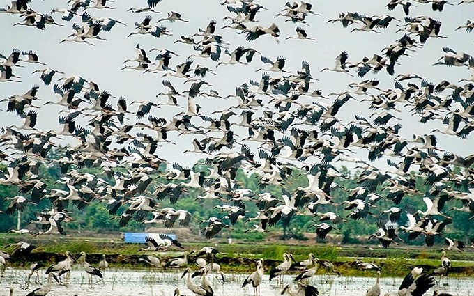 Jardín de cigüeñas de Bang Lang, mayor santuario de aves en el delta del Mekong