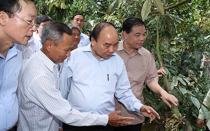 El primer ministro de Vietnam, Nguyen Xuan Phuc visitó el modelo de cultivo de durio de alto rendimiento en la comuna de Hiep Duc, distrito de Cai Lay, provincia de Tien Giang. (Fotografía: nhandan.com.vn)