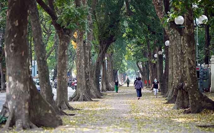 La ciudad se viste de una belleza romántica gracias a las ‘alfombras’ de hojas amarillas de los árboles ‘sau’ (Dracontomelon duperreanum), extendidas en todas las calles.