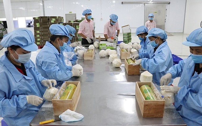 Vietnam y Países Bajos buscan impulsar el comercio de frutas y verduras