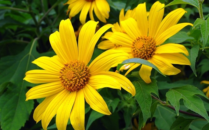  Belleza magnífica de girasoles silvestres reina en caminos de Da Lat