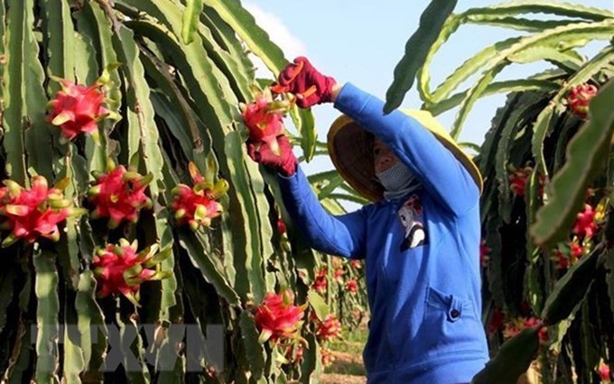 India y Vietnam disponen de grandes potencialidades para promover exportaciones de frutas