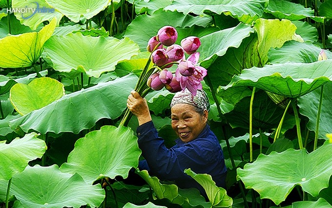 Una mujer recoge flores de loto en el lago del Oeste en Hanói, la capital de Vietnam. (Fotografía: hanoitv.vn)