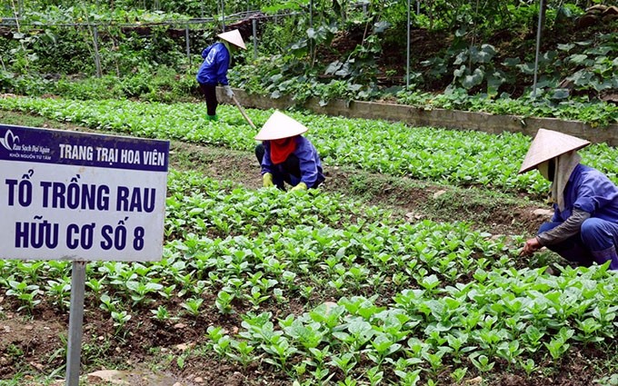Un modelo de cultivo de hortalizas orgánicas. (Fotografía: hanoimoi.com.vn)
