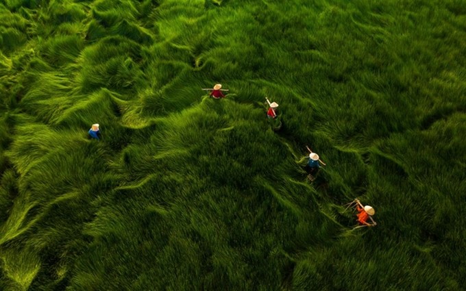 "Harvesting Grass", de Khanh Phan, fotografía ganadora del tercer premio en la categoría Vida diaria. Un pastizal bajo el viento remeda el movimiento del mar. Con más de un metro de alto este pasto es empleado por los habitantes de la zona para alimentar vacas, búfalos y patos. (Fotografía: baoquocte.vn)