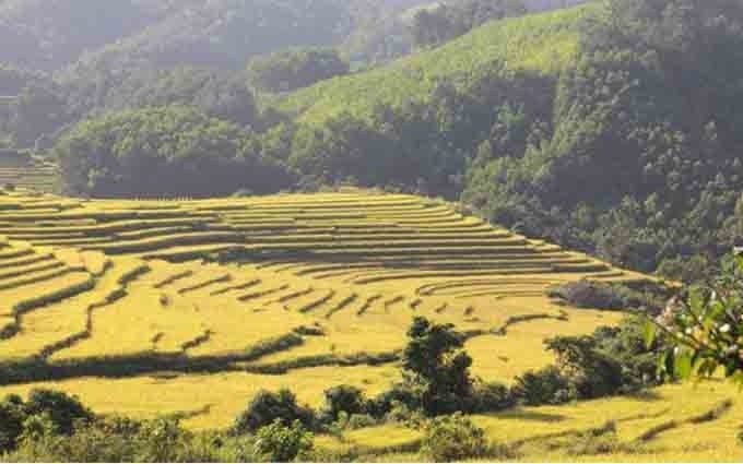 Los campos en terrazas de Tien Yen en la temporada de cosecha.