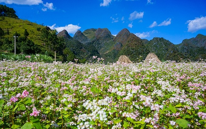 Citas otoñales con las flores de alforfón en Ha Giang