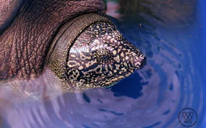 Imagen de la tortuga hallada en Dong Mo, con características de la especie del lago Hoan Kiem, Hanói.