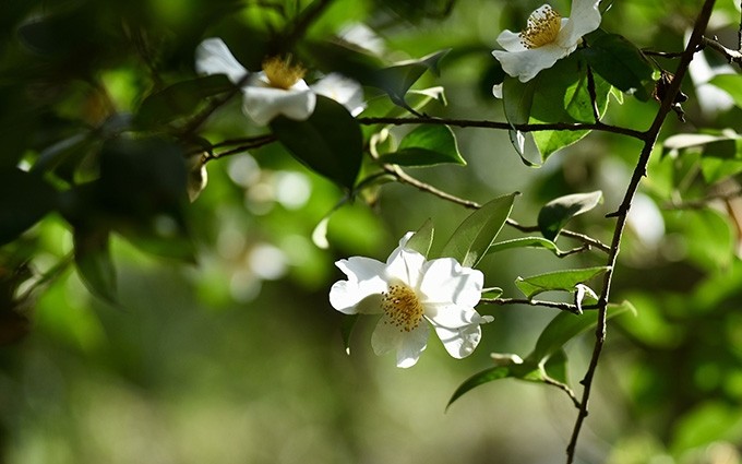 Belleza pura de las flores So en Binh Lieu. (Fotografía: baoquocte.vn)