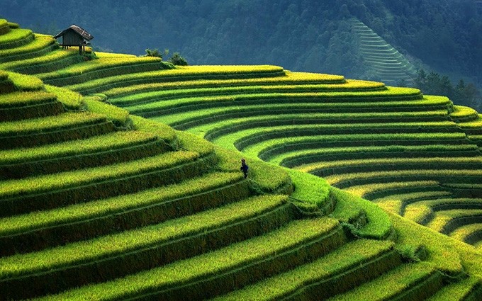 Arrozales en terrazas de Mu Cang Chai. (Fotografía: GettyImage/LonelyPlanet)