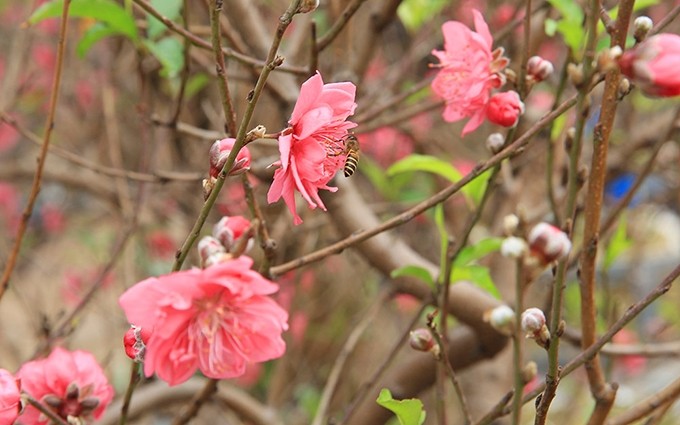 Flor de albaricoque.