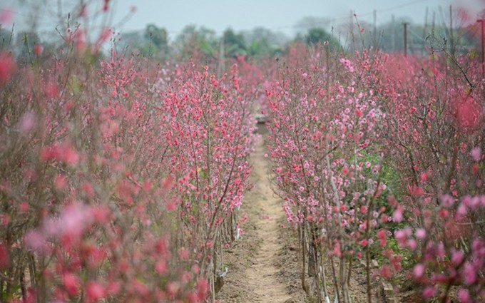 Preciosas flores de melocotón en Nhat Tan