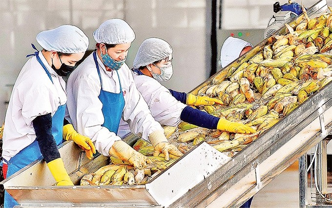 Los Tratados de Libre Comercio firmados contribuyen a ampliar las oportunidades de exportación de productos agrícolas vietnamitas. (Fotografía: Duc Thuy)