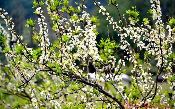 El color blanco puro de las flores de ciruelo de Tam Hoa está en armonía con los brotes verdes de los árboles.