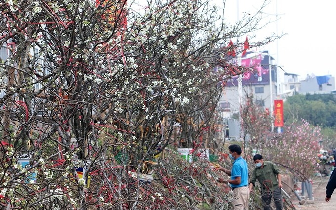 Durante los últimos días, en las calles de Lac Long Quan, Au Co y el mercado de Quang An se encuentran miles de ramas de pera de las provincias de Lai Chau, Son La y Sapa.