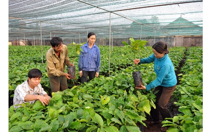 Agricultura ecológica en Tay Nguyen.