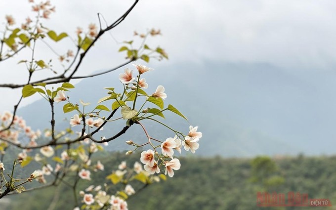 La delicadeza de las flores ‘trau’ embellece las zonas limítrofes del país. (Fotografía: Nhan Dan)