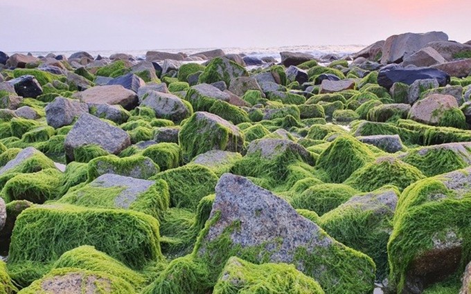  Formaciones rocosas cubiertas de musgo verde en Phu Yen atraen a turistas.