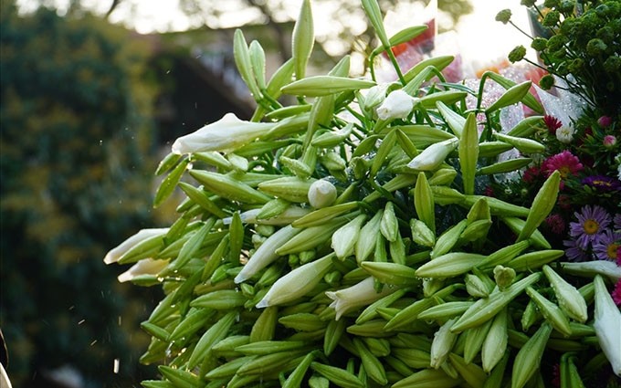  En Hanói, los lirios se plantan en grandes jardines como Quang Ba, Nhat Tan y Tay Tuu. 