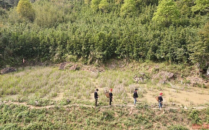 A finales de marzo y principios de abril, la gente de la etnia minoritaria Dao va al bosque a recolectar brotes de bambú. (Fotografía: nhandan.com.vn)