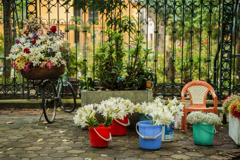 Frente a la iglesia en la calle de Cua Bac, las flores bien abiertas están disponibles para todas las personas que quieran alquilarlas y tomar fotos con los lirios en su momento de máximo esplendor.
