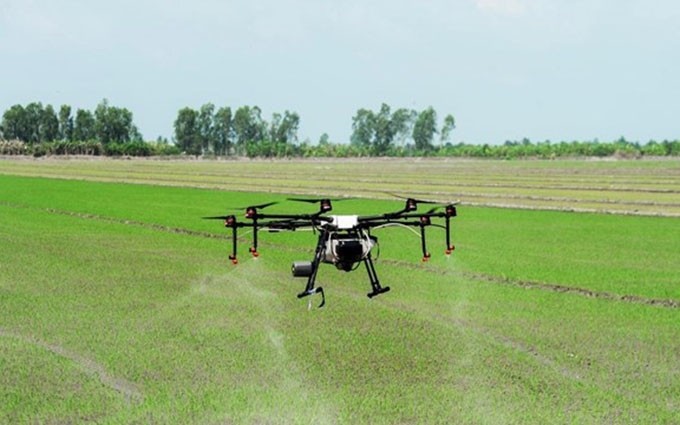 Uso de drones para rociar productos químicos fitosanitarios. (Fotografía: VNA)