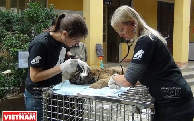 Los trabajadores de sanidad animal de Animals Asia controlan la salud de un tigre rescatado.