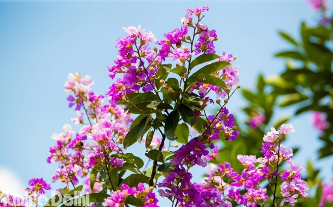 Esta planta tiene muchos colores diferentes, tales como púrpura, rosa o blanco. Pero las púrpuras son las más conocidas en la capital vietnamita.