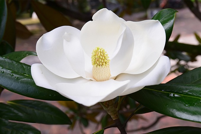 Flor de Sen đất (Magnolia grandiflora).