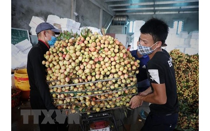 Cosecha de lichi en Bac Giang. (Fotografía: VNA) 