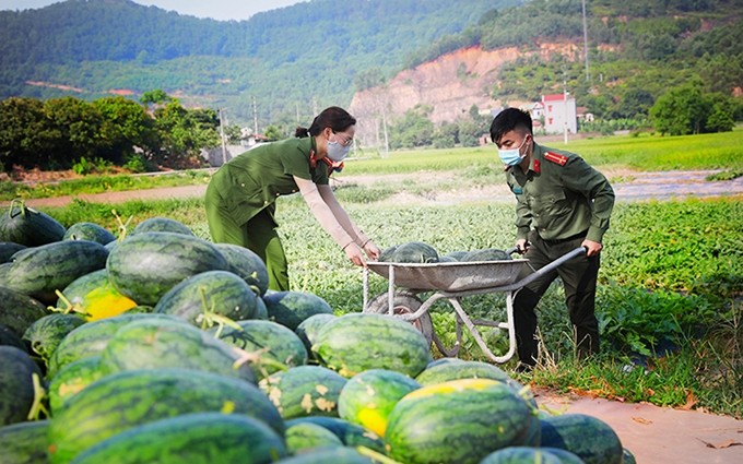 Los jovenes de la fuerza policial del distrito de Yen Dung, de la provincia de Bac Giang, ayudan a los agricultores locales a cosechar sandías.