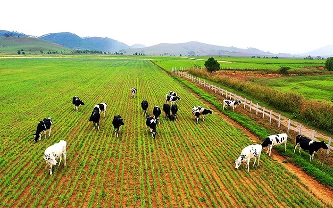 La granja de vacas lecheras de la empresa vietnamita Vinamilk en la meseta de Xieng Khouang, Laos. 