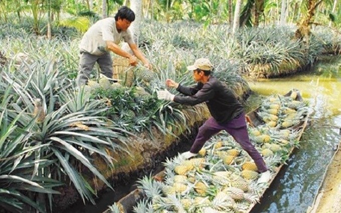 Los agricultores de la provincia de Kien Giang cosechan piñas. (Fotografía: VNA)