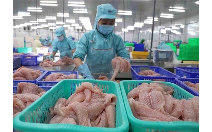 Procesamiento de filetes de pescado Tra para exportación. (Fotografía: VNA) 