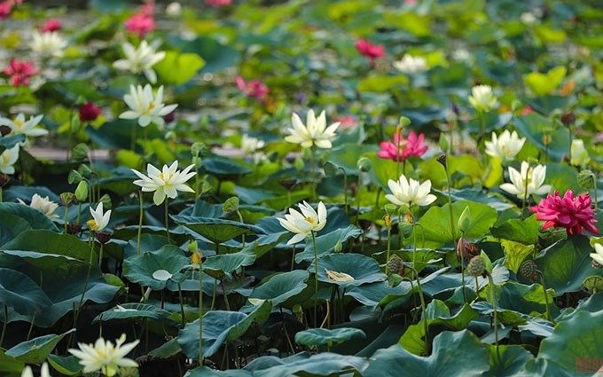 El paraíso de las casi 200 especies de loto en Hanói. (Fotografía: nhandan.vn)