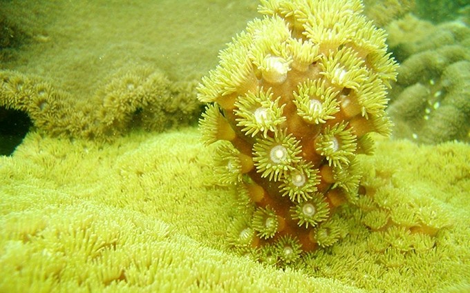 Admirar la belleza de corales revividos en el corazón de la bahía de Ha Long