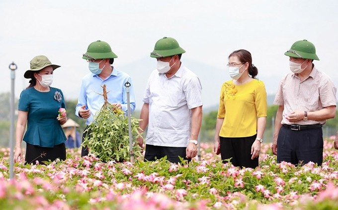 El viceministro de Agricultura y Desarrollo Rural Tran Thanh Nam y las autoridades de Son Tay visitan el modelo de cultivo de ginseng de la Cooperativa Agrícola de Alta Tecnología Phuc Lam.