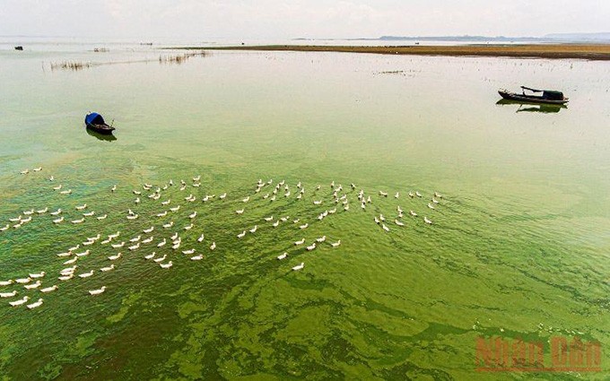 Durante la estación seca, el agua en el muelle Nom se vuelve verde debido a las algas del fondo. Los locales aprovechan el momento en que el lago se seca y la corriente de agua se estrecha para pastorear patos.