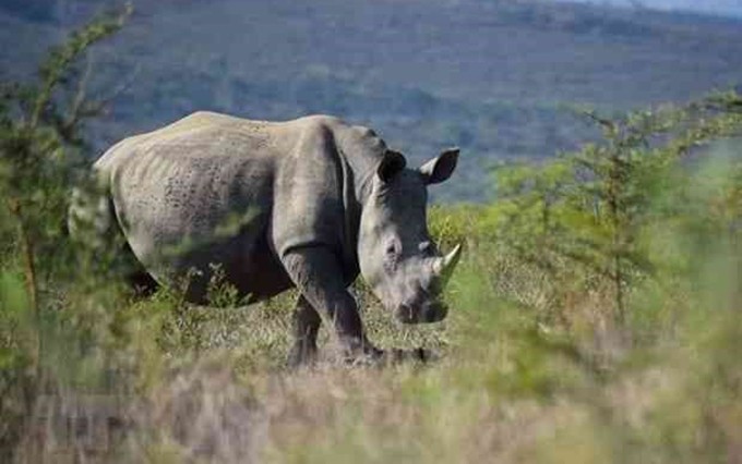 Un rinoceronte.