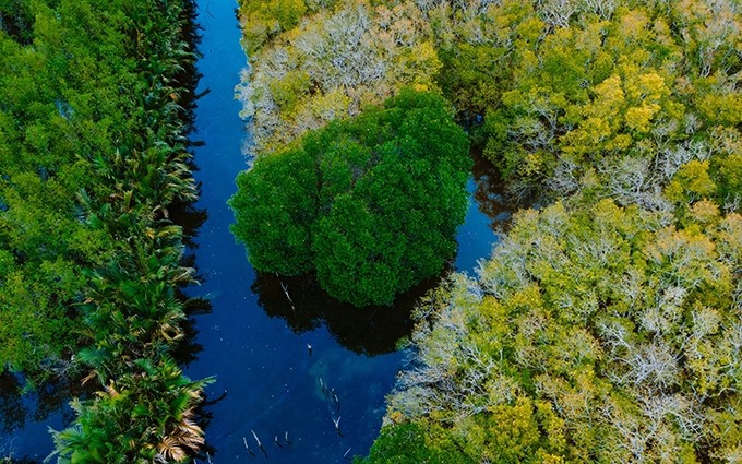 El bosque de manglares de Ru Cha (Fotografía: vietnamnet.vn)