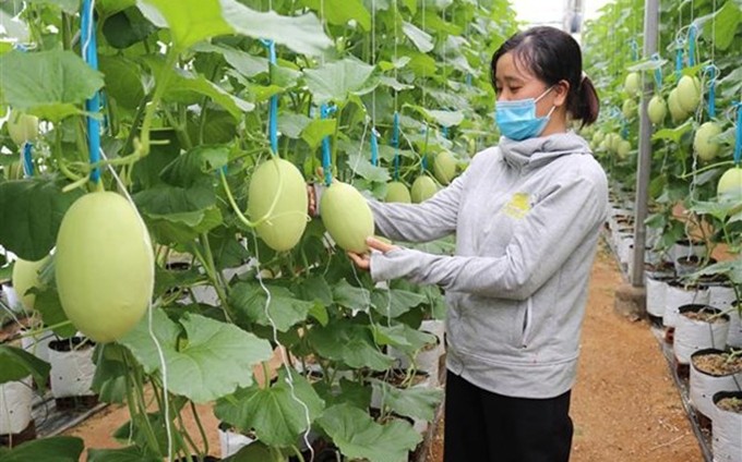  Modelo de producción de melón que aplica alta tecnología en la comuna de Phuoc Tien, distrito de Bac Ai, provincia sureña vietnamita de Ninh Thuan. (Fotografía: VNA) 