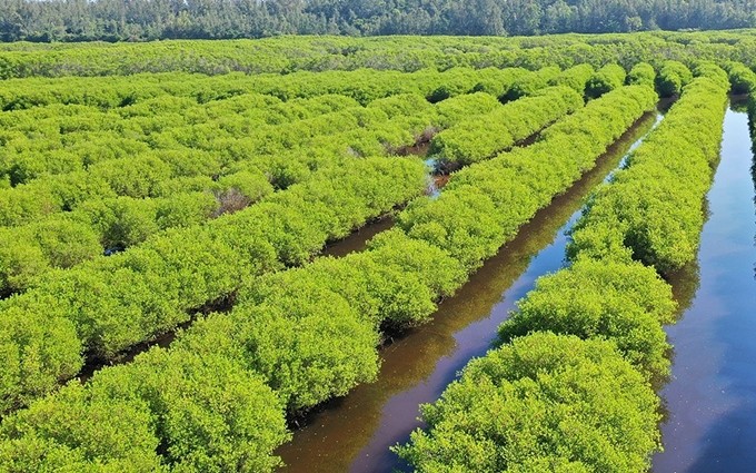El bosque de manglares de Bau Ca Cai.