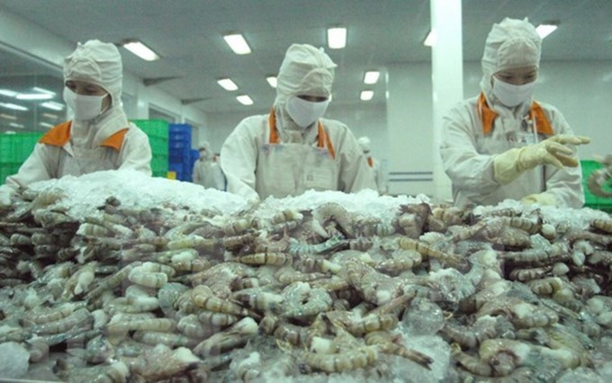 Procesamiento de camarón para exportación en la empresa Cafatex - Hau Giang. (Fotografía: VNA)