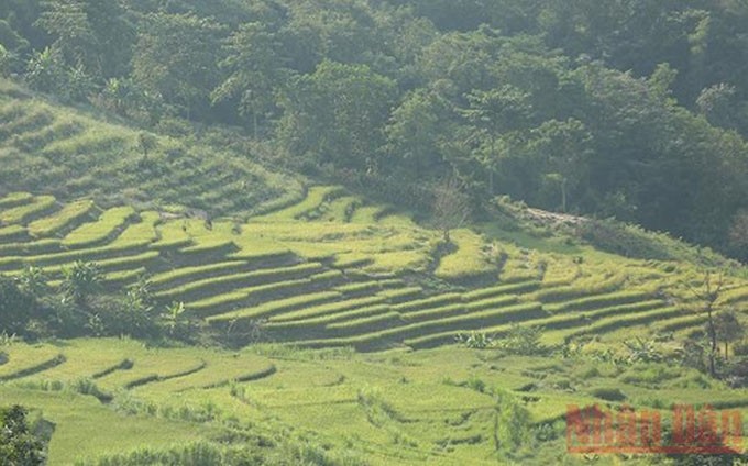 En el medio del valle de Dien Bien, los visitantes pueden admirar los arrozales en terrazas en Ta Leng como una suave seda dorada hasta el fondo de las nubes. (Fotografía: Nhan Dan)