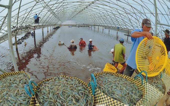 Presentan tecnología japonesa para el cultivo sostenible de camarones en Delta del Mekong en Vietnam