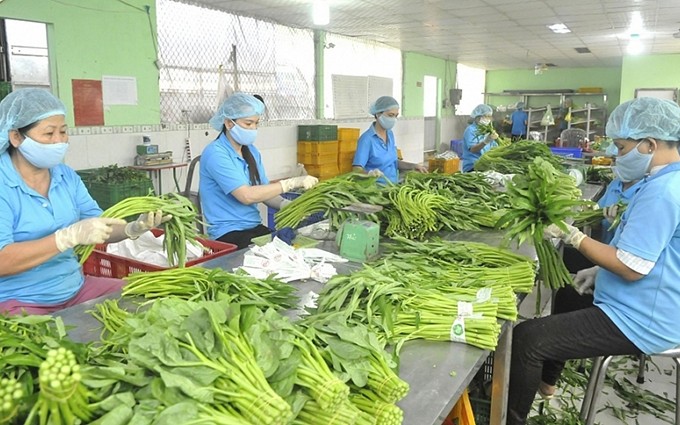Aumentan importaciones de productos vegetales vietnamitas de Taiwán (China).